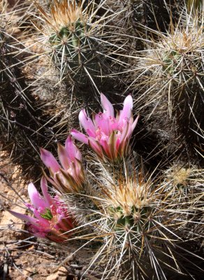 CACTACEAE - ECHINOCEREUS BRANDEGEEI - STRAWBERRY CACTUS OR PITAYITA - CATAVINA DESERT BAJA MEXICO.JPG