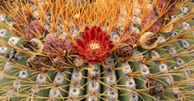 CACTACEAE - FEROCACTUS DIGUESII - ISLA SANTA CATALINA BARREL CACTUS - ISLA CATALINA BAJA MEXICO (16).JPG