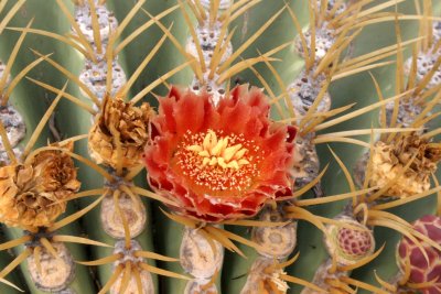 CACTACEAE - FEROCACTUS DIGUESII - ISLA SANTA CATALINA BARREL CACTUS - ISLA CATALINA BAJA MEXICO (24).JPG