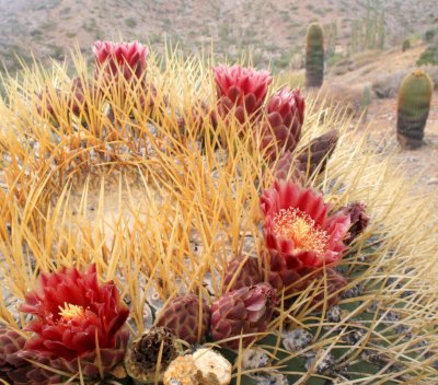 CACTACEAE - FEROCACTUS DIGUESII - ISLA SANTA CATALINA BARREL CACTUS - ISLA CATALINA BAJA MEXICO (3).JPG