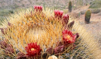 CACTACEAE - FEROCACTUS DIGUESII - ISLA SANTA CATALINA BARREL CACTUS - ISLA CATALINA BAJA MEXICO (4).JPG