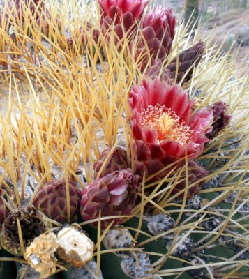 CACTACEAE - FEROCACTUS DIGUESII - ISLA SANTA CATALINA BARREL CACTUS - ISLA CATALINA BAJA MEXICO (6).JPG