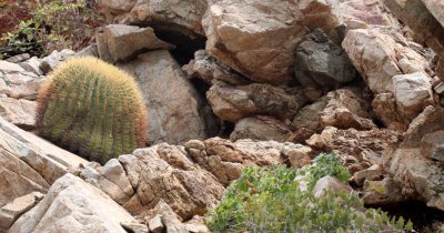 CACTACEAE - FEROCACTUS DIGUETII - BARREL CACTUS - ISLA SANTA CATALINA BAJA MEXICO.JPG