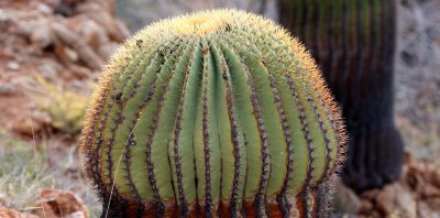 CACTACEAE - FEROCACTUS DIGUETII - BARREL CACTUS - ISLA SANTA CATALINA BAJA MEXIO (9).JPG