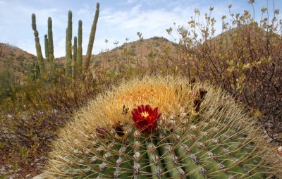 CACTACEAE - FEROCACTUS DIGUETII - CATALINA ISLAND BARREL CACTUS - ISLA CATALINA BAJA MEXICO (10).JPG