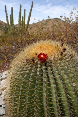 CACTACEAE - FEROCACTUS DIGUETII - CATALINA ISLAND BARREL CACTUS - ISLA CATALINA BAJA MEXICO (11).JPG