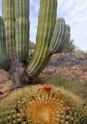 CACTACEAE - FEROCACTUS DIGUETII - CATALINA ISLAND BARREL CACTUS - ISLA CATALINA BAJA MEXICO (17).JPG