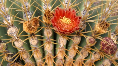 CACTACEAE - FEROCACTUS DIGUETII - CATALINA ISLAND BARREL CACTUS - ISLA CATALINA BAJA MEXICO (20).JPG