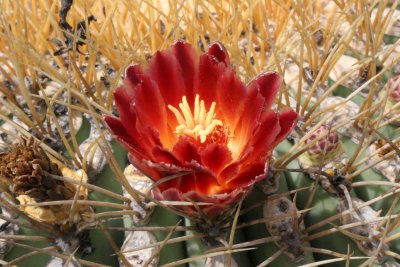 CACTACEAE - FEROCACTUS DIGUETII - CATALINA ISLAND BARREL CACTUS - ISLA CATALINA BAJA MEXICO (3).JPG