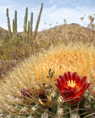 CACTACEAE - FEROCACTUS DIGUETII - CATALINA ISLAND BARREL CACTUS - ISLA CATALINA BAJA MEXICO (6).JPG