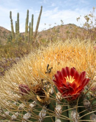 CACTACEAE - FEROCACTUS DIGUETII - CATALINA ISLAND BARREL CACTUS - ISLA CATALINA BAJA MEXICO (7).JPG