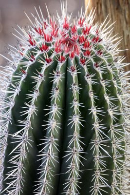 CACTACEAE - FEROCACTUS SPECIES - NEEDS ID - VIZCAINO BIOSPHERE RESERVE BAJA MEXICO (2).JPG