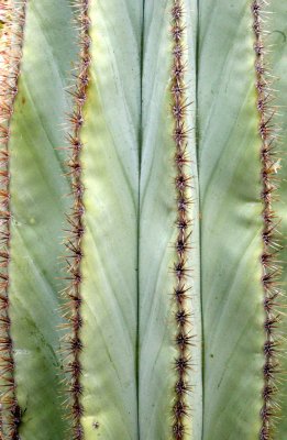 CACTACEAE - LEMAIREOCEREUS (STENOCEREUS) THURBERI - ORGAN PIPE CACTUS - ISLA SANTA CATALINA BAJA MEXICO (2).JPG