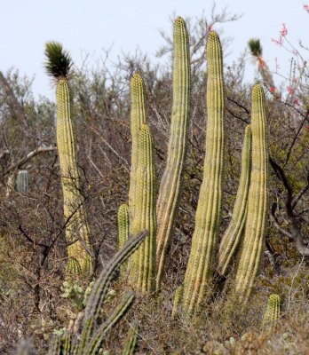 CACTACEAE - LEMAIREOCEREUS (STENOCEREUS) THURBERI - ORGAN PIPE CACTUS - SAN IGNACIO DESERT BAJA MEXICO (2).JPG