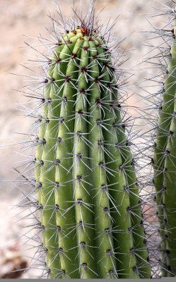 CACTACEAE - LEMAIREOCEREUS (STENOCEREUS) THURBERI - ORGAN PIPE CACTUS - SAN IGNACIO DESERT BAJA MEXICO (3).JPG