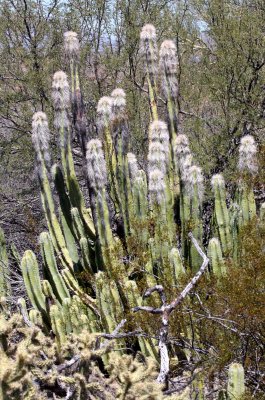 CACTACEAE - LOPHOCEREUS SCHOTTI - OLD MAN CACTUS - CATAVINA DESERT BAJA MEXICO (4).JPG