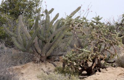 CACTACEAE _MEXICO.JPG