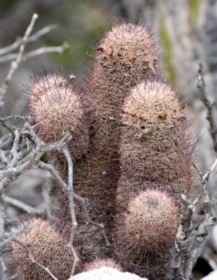 CACTACEAE - MAMMILLARIA DIOICA OR PHITAUIANA - PINCUSHION CACTUS - ISLA SANTA CATALINA BAJA MEXIO.JPG