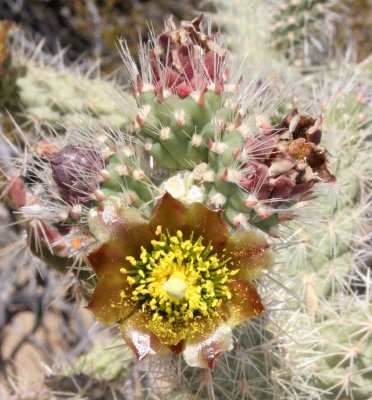 CACTACEAE - OPUNTIA ACANTHOCARPA - BUCKHORN CHOLLA IN BLOOM - BAHIA DE LOS ANGELES DESERT BAJA MEXICO (2).JPG