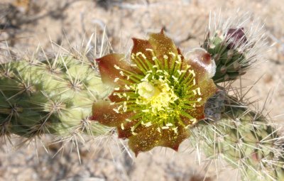 CACTACEAE - OPUNTIA ACANTHOCARPA - BUCKHORN CHOLLA IN BLOOM - BAHIA DE LOS ANGELES DESERT BAJA MEXICO.JPG