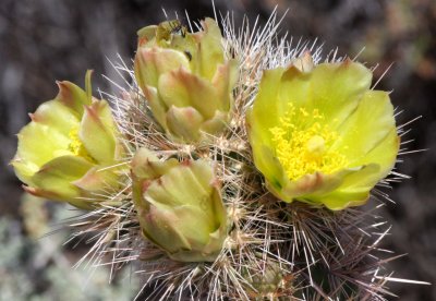 CACTACEAE - OPUNTIA INVICTA - CHOLLA - CASA RATA CACTUS - CATAVINA DESERT BAJA MEXICO (4).JPG