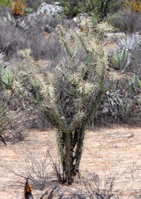 CACTACEAE - OPUNTIA RAMOSISSIMA - DIAMOND CHOLLA - DESIERTO BAHIA DE LOS ANGELES BAJA MEXICO.JPG