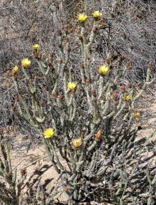 CACTACEAE - OPUNTIA RAMOSISSIMA - DIAMOND CHOLLA IN BLOOM - BAHIA DE LOS ANGELES DESERT BAJA MEXICO (3).JPG