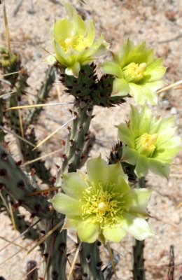 CACTACEAE - OPUNTIA RAMOSISSIMA - DIAMOND CHOLLA IN BLOOM - BAHIA DE LOS ANGELES DESERT BAJA MEXICO.JPG