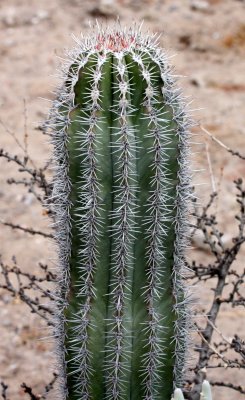 CACTACEAE - PACHYCEREUS PECTEN-ABORIGINUM - HAIRBRUSH CACTUS - CARDON-BARBON - SAN IGNACIO DESERT BAJA MEXICO.JPG