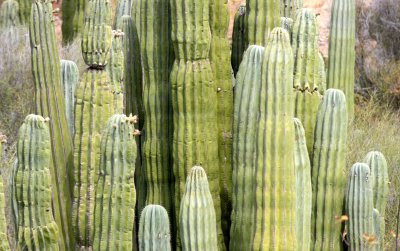 CACTACEAE - PACHYCEREUS PRINGLEI - CARDON CACTUS - ISLA SANTA CATALINA BAJA MEXIO (22).JPG