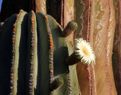 CACTACEAE - PACHYCEREUS PRINGLEI - CARDON CACTUS - ISLA SANTA CATALINA BAJA MEXIO (8).JPG