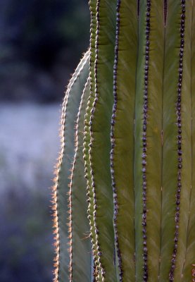 CACTACEAE - PACHYCEREUS PRINGLEI - CARDON CACTUS IN GOOD LIGHT - CATAVINA DESERT BAJA MEXICO  (4).JPG