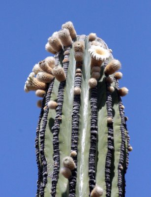 CACTACEAE - PACHYCEREUS PRINGLEI - CARDON IN BLOOM - CATAVINA DESERT - BAJA MEXICO (11).JPG