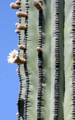 CACTACEAE - PACHYCEREUS PRINGLEI - CARDON IN BLOOM - CATAVINA DESERT - BAJA MEXICO (7).JPG