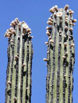 CACTACEAE - PACHYCEREUS PRINGLEI - CARDON IN BLOOM - CATAVINA DESERT - BAJA MEXICO.JPG