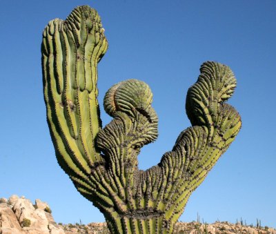 CACTACEAE - PACHYCEREUS PRINGLEI - DEFORMITY - CATAVINA DESERT BAJA MEXICO.JPG