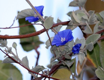 CONVOLVULACEAE - JACQUEMONTIA ABUTILOIDES - MORNING GLORY OR CAMPANILLA - ISLA SANTA CATALINA BAJA MEXIO (2).JPG