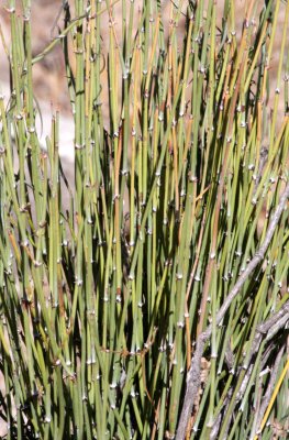 EPHEDRACEAE - EPHEDRA CALIFORNICA - MORMON TEA - CATAVINA DESERT BAJA MEXICO.JPG