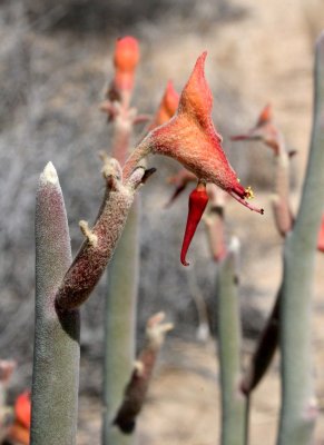 EUPHORBIACEAE - PEDILANTHUS MACROCARPUS - SLIPPER PLANT - BAHIA DE LOS ANGELES DESERT BAJA MEXICO (2).JPG