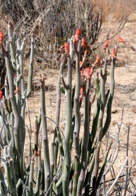 EUPHORBIACEAE - PEDILANTHUS MACROCARPUS - SLIPPER PLANT - BAHIA DE LOS ANGELES DESERT BAJA MEXICO.JPG