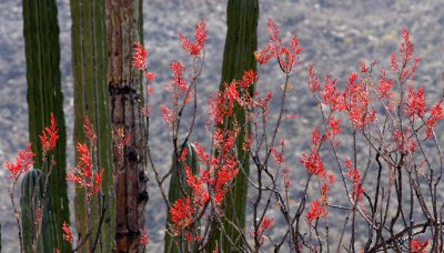 FOUQUIERIACEAE - FOUQUIERIA DIGUETTII - ADAMS TREE OR PALO ADAN - BAHIA DE LOS ANGELES DESERT BAJA MEXICO (3).JPG