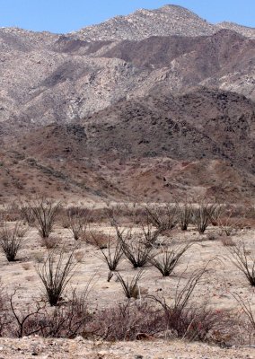 FOUQUIERIACEAE - FOUQUIERIA SPLENDENS - OCOTILLO - BAHIA DE LOS ANGELES DESERT BAJA MEXICO (3).JPG