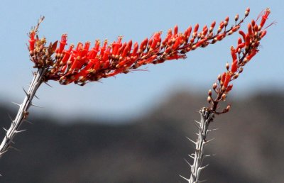 FOUQUIERIACEAE - FOUQUIERIA SPLENDENS - OCOTILLO - DESIERTO BAHIA DE LOS ANGELES BAJA MEXICO.JPG