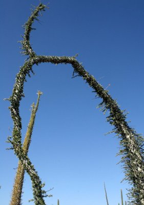 FOUQUIERIACEAE - IDRIA COLUMNARIS - BOOJUM TREE - BAHIA DE LOS ANGELES DESERT BAJA MEXICO (7).JPG