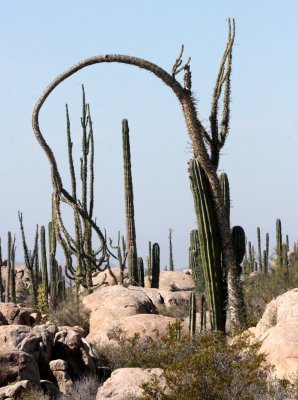 FOUQUIERIACEAE - IDRIA COLUMNARIS - BOOJUM TREE - CATAVINA DESERT BAJA MEXICO (13).JPG