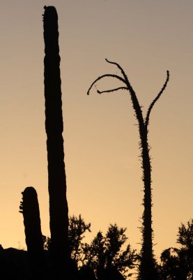 FOUQUIERIACEAE - IDRIA COLUMNARIS - BOOJUM TREES IN SUNSET - CATAVINA DESERT BAJA MEXICO  (13).JPG