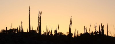 FOUQUIERIACEAE - IDRIA COLUMNARIS - BOOJUM TREES IN SUNSET - CATAVINA DESERT BAJA MEXICO  (16).JPG