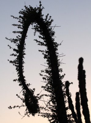 FOUQUIERIACEAE - IDRIA COLUMNARIS - BOOJUM TREES IN SUNSET - CATAVINA DESERT BAJA MEXICO  (21).JPG