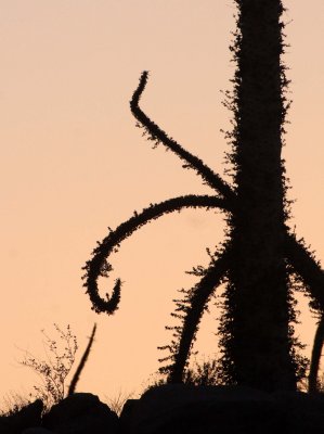 FOUQUIERIACEAE - IDRIA COLUMNARIS - BOOJUM TREES IN SUNSET - CATAVINA DESERT BAJA MEXICO  (26).JPG