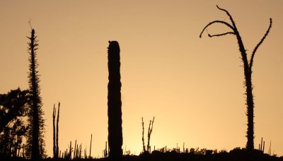 FOUQUIERIACEAE - IDRIA COLUMNARIS - BOOJUM TREES IN SUNSET - CATAVINA DESERT BAJA MEXICO  (3).JPG